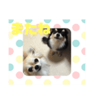 チワワ レオンそら 日常編2（個別スタンプ：16）