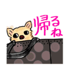 川越の母とチワワ（個別スタンプ：9）