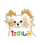 川越の母とチワワ（個別スタンプ：23）