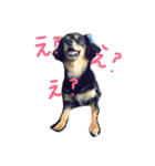 チワックスのりり太（個別スタンプ：9）