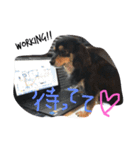 チワックスのりり太（個別スタンプ：17）