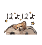 かわいいマリバロさん（個別スタンプ：11）