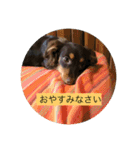 チワックス  ちゅんちゅん（個別スタンプ：4）