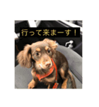 チワックス  ちゅんちゅん（個別スタンプ：12）