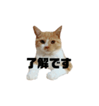 癒し系にゃんこ（個別スタンプ：5）