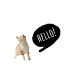 癒し系にゃんこ（個別スタンプ：7）