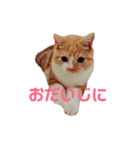 癒し系にゃんこ（個別スタンプ：14）