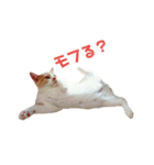 癒し系にゃんこ（個別スタンプ：18）