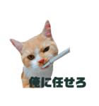 癒し系にゃんこ（個別スタンプ：24）