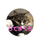 コタローさんの日常（個別スタンプ：1）