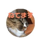 コタローさんの日常（個別スタンプ：3）