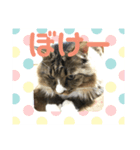 コタローさんの日常（個別スタンプ：6）