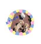 ブウちゃん＆マルちゃん（個別スタンプ：20）