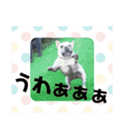ブウちゃん＆マルちゃん（個別スタンプ：29）