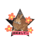 ブウちゃん＆マルちゃん（個別スタンプ：31）