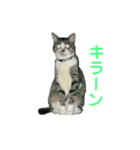 お利口 うみくん（個別スタンプ：1）