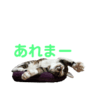 お利口 うみくん（個別スタンプ：3）
