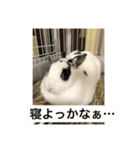 おマメのん（個別スタンプ：5）