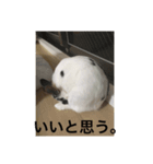おマメのん（個別スタンプ：6）