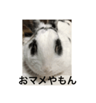 おマメのん（個別スタンプ：7）