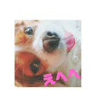 大好きな愛犬達（個別スタンプ：1）