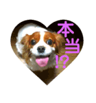 大好きな愛犬達（個別スタンプ：2）