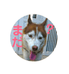 大好きな愛犬達（個別スタンプ：3）