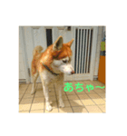 大好きな愛犬達（個別スタンプ：4）