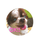大好きな愛犬達（個別スタンプ：6）