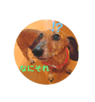 大好きな愛犬達（個別スタンプ：7）