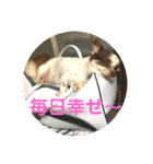 大好きな愛犬達（個別スタンプ：8）