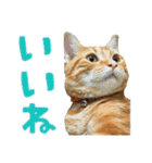 使いやすくなったネコの日常（個別スタンプ：1）