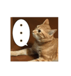 使いやすくなったネコの日常（個別スタンプ：4）