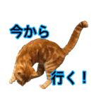 使いやすくなったネコの日常（個別スタンプ：15）