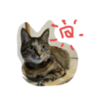 みとナン（個別スタンプ：6）