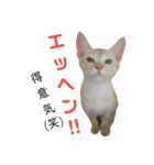 雪慶ニャーズ5(子猫編)（個別スタンプ：1）
