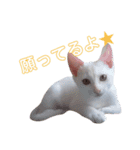 雪慶ニャーズ5(子猫編)（個別スタンプ：2）