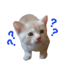 雪慶ニャーズ5(子猫編)（個別スタンプ：3）