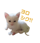 雪慶ニャーズ5(子猫編)（個別スタンプ：4）