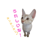 雪慶ニャーズ5(子猫編)（個別スタンプ：5）