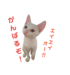 雪慶ニャーズ5(子猫編)（個別スタンプ：6）