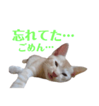 雪慶ニャーズ5(子猫編)（個別スタンプ：7）