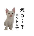 雪慶ニャーズ5(子猫編)（個別スタンプ：8）