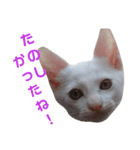 雪慶ニャーズ5(子猫編)（個別スタンプ：9）