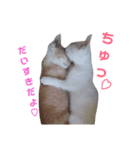 雪慶ニャーズ5(子猫編)（個別スタンプ：11）
