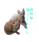 雪慶ニャーズ5(子猫編)（個別スタンプ：12）