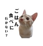雪慶ニャーズ5(子猫編)（個別スタンプ：13）