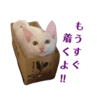 雪慶ニャーズ5(子猫編)（個別スタンプ：14）