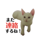 雪慶ニャーズ5(子猫編)（個別スタンプ：15）