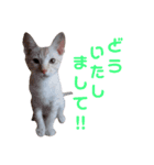雪慶ニャーズ5(子猫編)（個別スタンプ：16）
